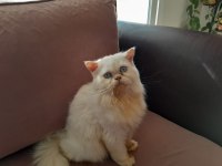 Beyaz Prens İran Kedisi
