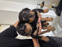 İzmir Rottweiler 2 Aylık Köpekler