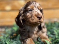 Merle Renk Mini Dachshund (Sosis Köpek) Yavrusu