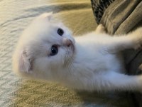 Scottish fold 1 erkek ve 1 dişi yavru