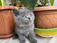 British shorthair küçük prenses