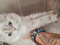 British shorthair blue point chilcilla
