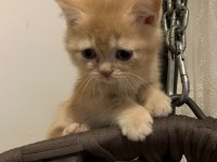 Evdeki Kedi Fazlalığından Acil Sahiplendirme