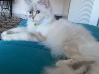 Acil british longhair