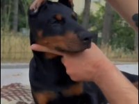 Üst düzey hypertype doberman dişi yavrular