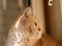 Full üretim secereli kızımız Venüs british shorthair
