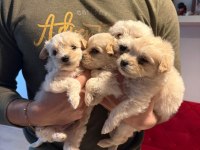 Ev doğumu maltipoo yavrularımız