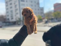 A kalite Toy Poodle yavrular