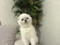 SCOTTISH FOLD BLUE POİNT YAVRULARIM 