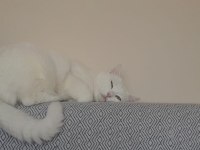 Uslu nazlı kedimiz