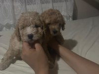 Harika Maltipoo yavruları