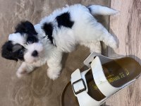 Maltipoo dişi yatlı bir yavru