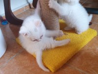 Safkan scottish fold