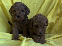 Toy Poodle Yavrularım yeni yuvasına hazır