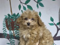 2 AYLIK MALTİPOO YAVRU