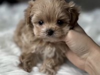 Tr Nin En İyi Teacup Kore Maltipoo Yavruları