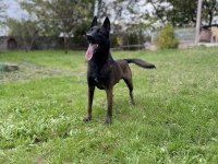 Belçika kurdu (Malinois) yavrularımız