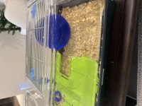 Hamster 2 Adet