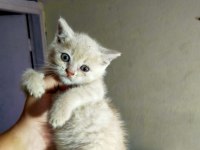 Kedilerimiz yeni yuvalarını gitmeye hazırlar