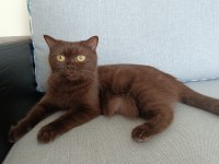 Çikolata tatlılığında british shorthair kedim