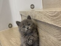 Gri Brıtısh Longhaır Yavrularım 