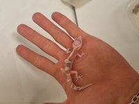Leopard gecko
