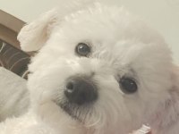 2 aylık maltipoo kaliteli yavru