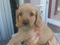 Red golden retriever bebekler uygun