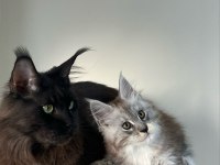 Saf kan xxl şecereli maine coon yavruları