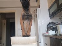 Güzel malinois kızımız deyzi