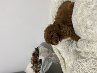Mükemmel Toy Poodle Yavrumuz