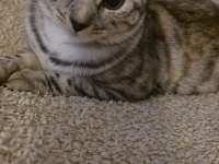 Bengal kedisi