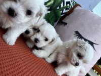 Orjinal maltese terrier yavrular