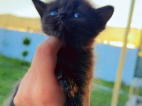 Hirakaramel british shorthair