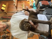 Burkemden aile dostu labrador