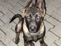 Dişi 5 aylık alman kurdu şu anda bile koruma yapıyor