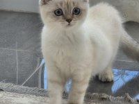 Tatlı minik kedilerim
