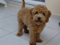 6 AYLIK ERKEK MALTİPOO AŞILARI TAM