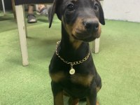 3 AYLIK DOBERMAN EĞİTİMLİ KARNELİ