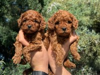 Irk Ve Sağlık Garantili Poodle Bebekler