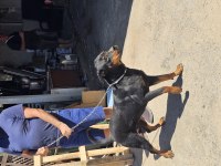 DİŞİ ROTTWEİLER BODRUM YALIKAVAK