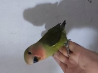 Üretimhaneden sevda papağanı yavrusu