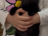 Scottish fold kedisi