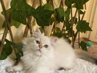 ANNE BABA FULL ŞECERELİ MÜKEMMEL BİR EVLAT KEDİMİZ