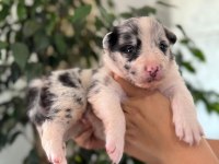 Tricolor Merle Border Collie Yavrularımız