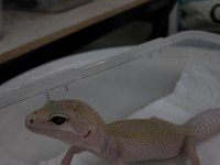 Leopar gecko
