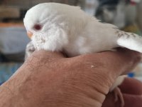 Yavru albino muhabbet kuşu