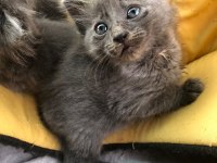 1 Russian blue kedim kaldı onuda sahiplendirmek istiyorum