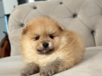 Dişi Ve Erkek Pomeranian Boo Kardeşler