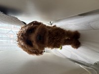 Tatlı mı tatlı toy poodle erkek yavru
